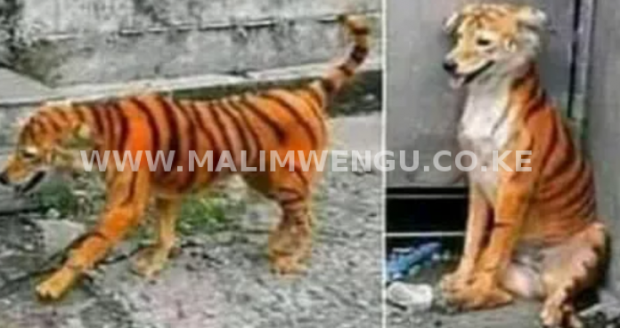 Dog painted To look liker A tiger