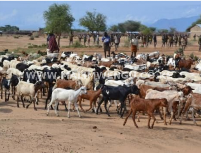 Herders grazing livestock